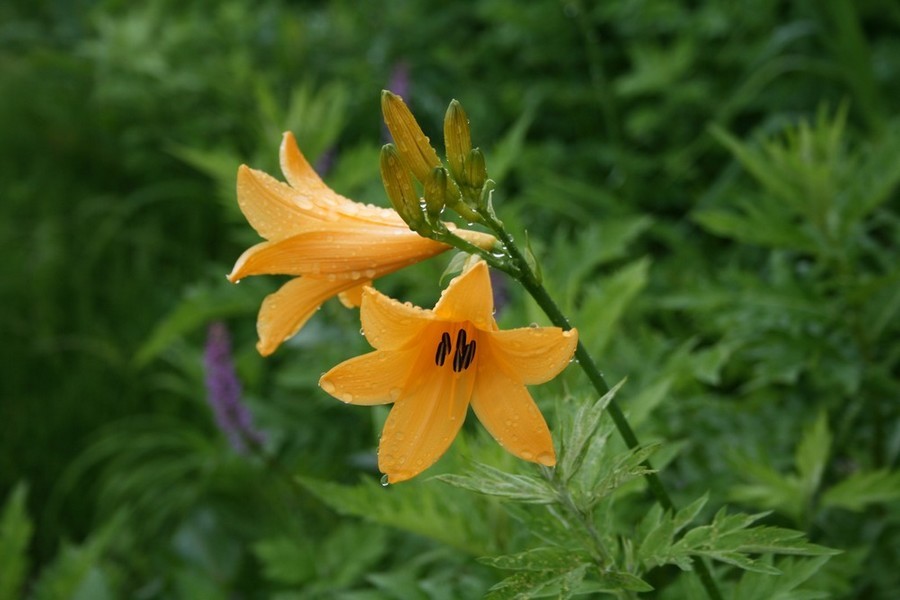 高山植物 ゲストハウス山吹