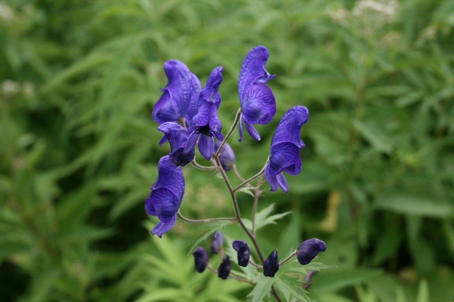 高山植物 ゲストハウス山吹
