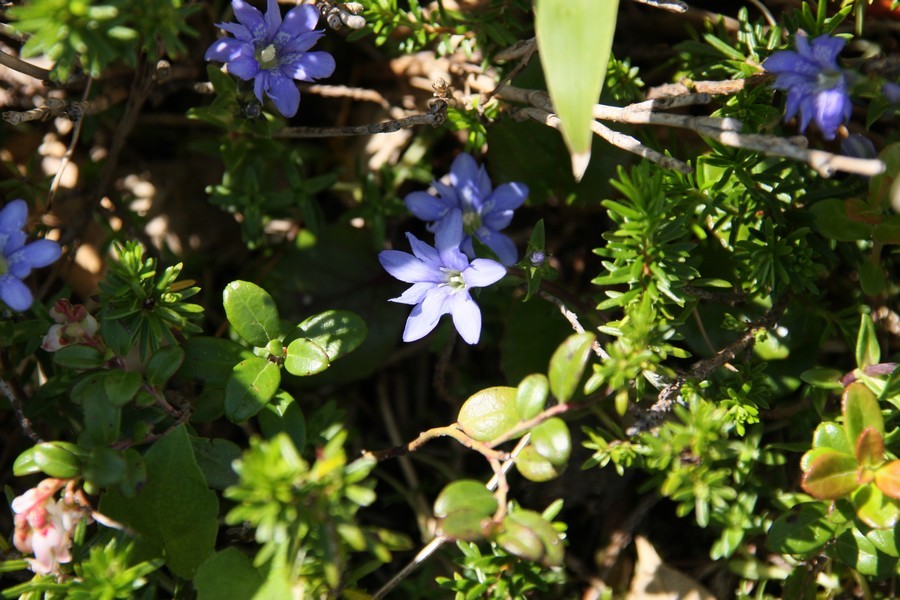 高山植物 ゲストハウス山吹
