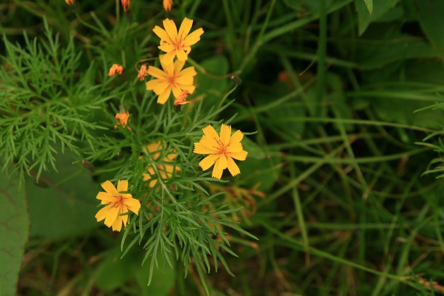 高山植物 ゲストハウス山吹