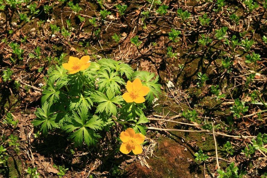 高山植物 ゲストハウス山吹