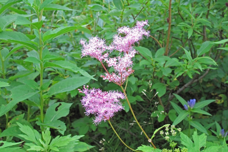 高山植物 ゲストハウス山吹
