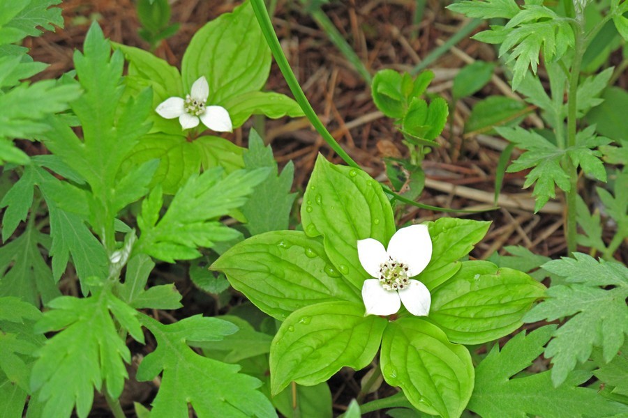 高山植物 ゲストハウス山吹