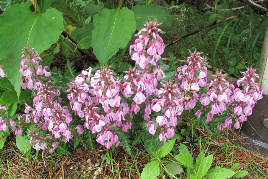 高山植物 ゲストハウス山吹