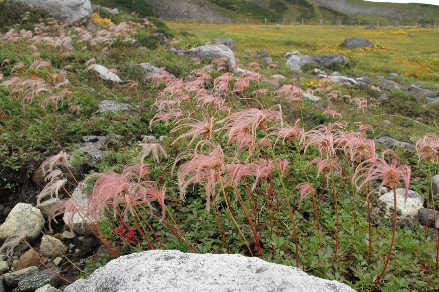 高山植物 ゲストハウス山吹